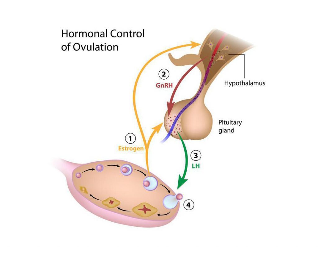 Ovulation Induction Finney Hospital And Fertility Center 