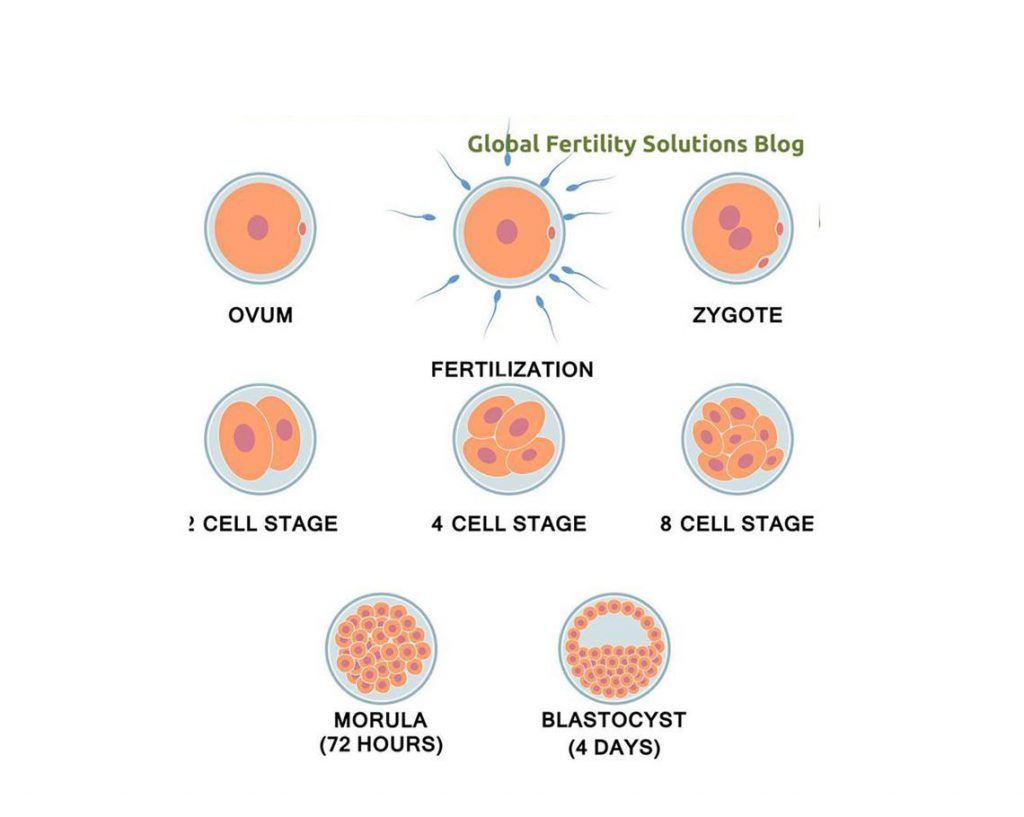 Understanding Embryo Grading Utah Fertility Center